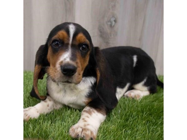 Basset Hound DOG Female Black White / Tan 29947 Petland Frisco, Texas