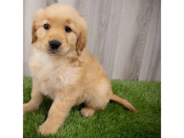 Golden Retriever DOG Female Golden 29951 Petland Frisco, Texas