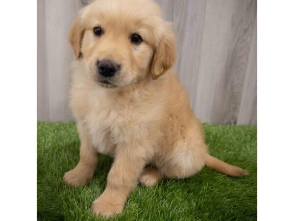 Golden Retriever DOG Male Golden 29952 Petland Frisco, Texas