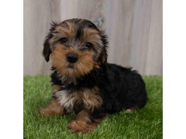 Yorkiepoo DOG Female Black / Tan 29977 Petland Frisco, Texas