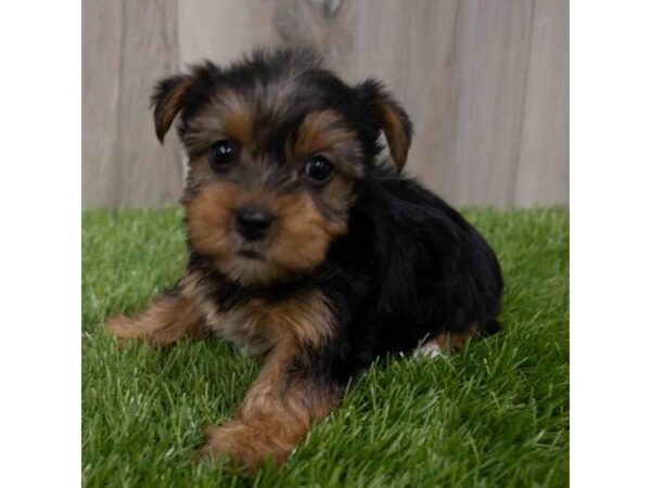 Yorkshire Terrier DOG Female Black / Tan 29966 Petland Frisco, Texas