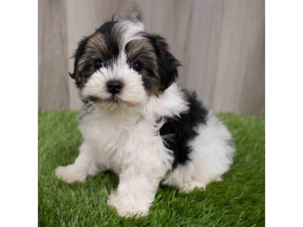 Morkie DOG Female 29974 Petland Frisco, Texas