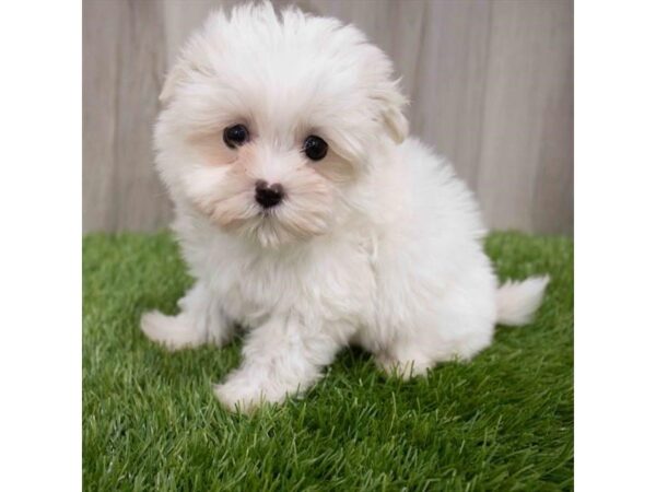 Maltese DOG Male White 29953 Petland Frisco, Texas