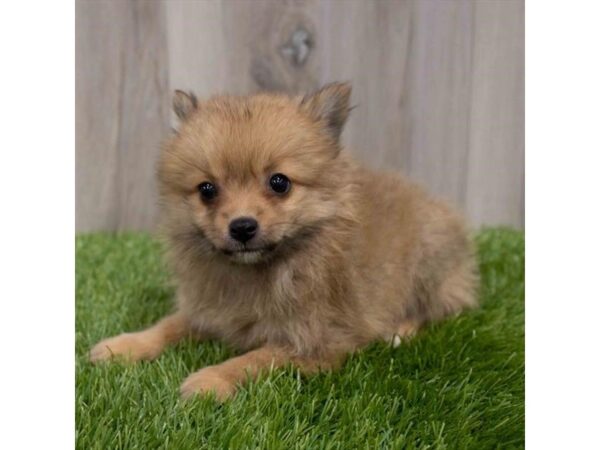 Pomeranian DOG Female Red Sable 29956 Petland Frisco, Texas