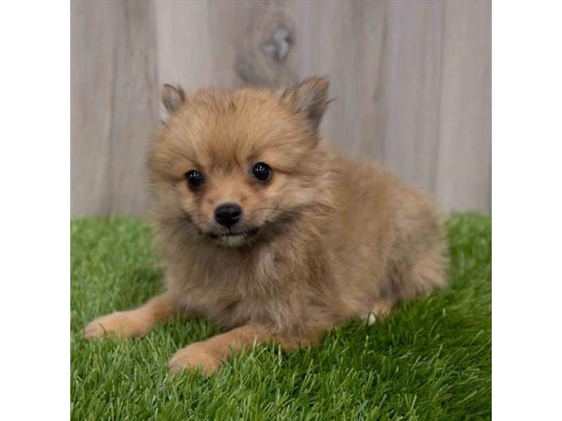 Pomeranian-DOG-Female-Red Sable-3664653-Petland Frisco, Texas