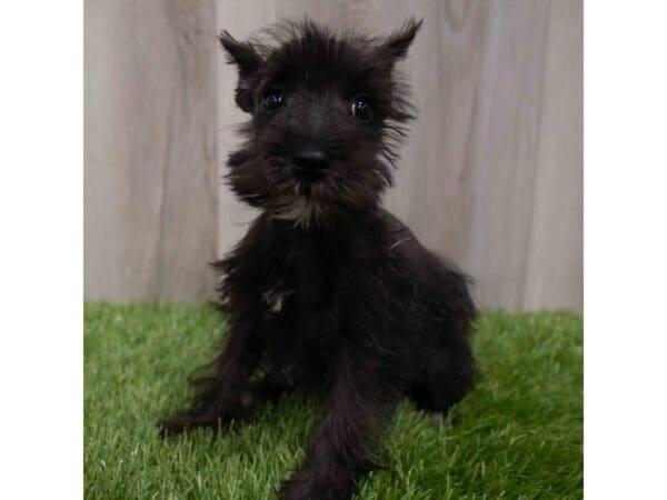 Miniature Schnauzer DOG Female Black 29955 Petland Frisco, Texas