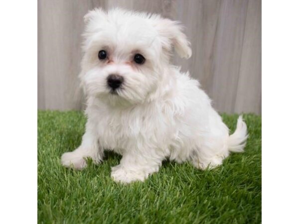 Maltese-DOG-Female-White-29954-Petland Frisco & Mckinney, Texas