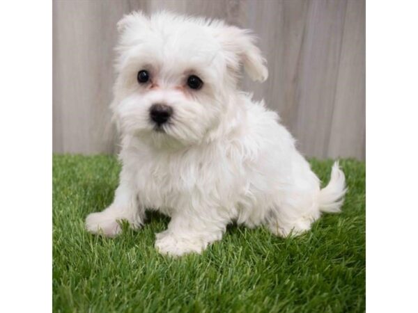 Maltese DOG Female White 29954 Petland Frisco, Texas