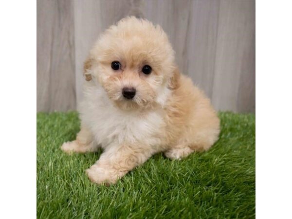 Miniature Poodle DOG Female Apricot 29958 Petland Frisco, Texas