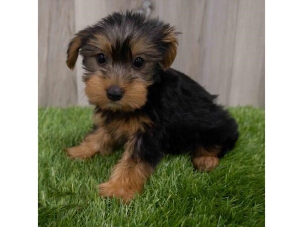 Yorkshire Terrier DOG Female Black / Tan 29967 Petland Frisco, Texas