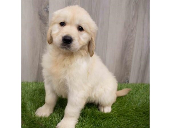 Golden Retriever DOG Female Golden 29964 Petland Frisco, Texas