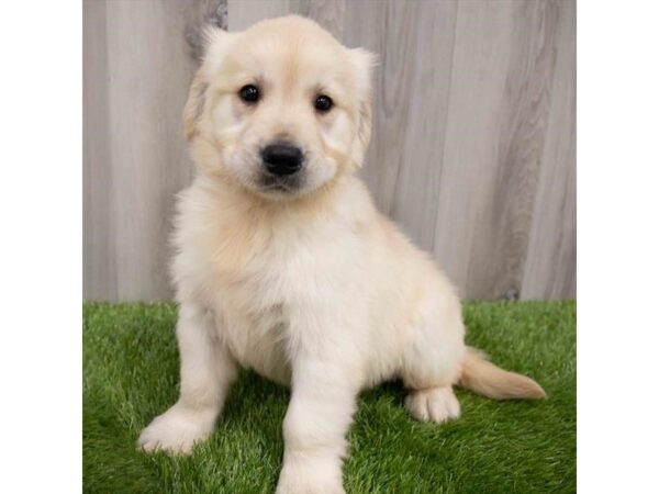 Golden Retriever DOG Male Golden 29965 Petland Frisco, Texas