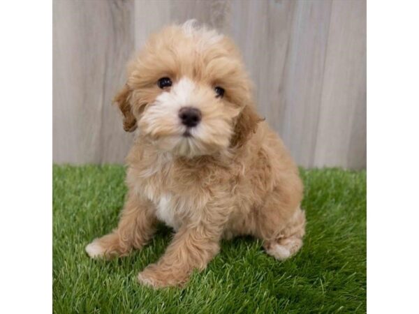 Maltipoo DOG Female Apricot 29975 Petland Frisco, Texas