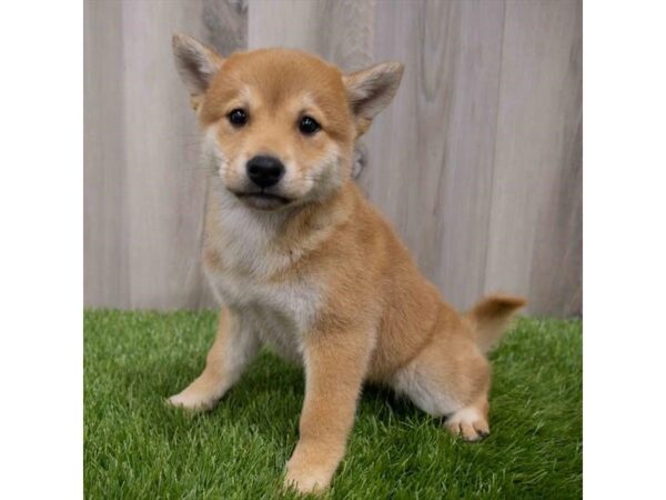 Shiba Inu DOG Female Red 29960 Petland Frisco, Texas