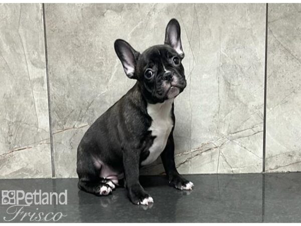 French Bulldog DOG Male Brindle 29979 Petland Frisco, Texas