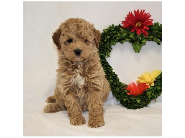 Goldendoodle Mini 2nd Gen DOG Female Golden 29985 Petland Frisco, Texas