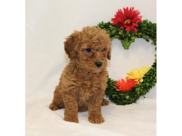 Goldendoodle Mini 2nd Gen-DOG-Female-Golden-29986-Petland Frisco, Texas