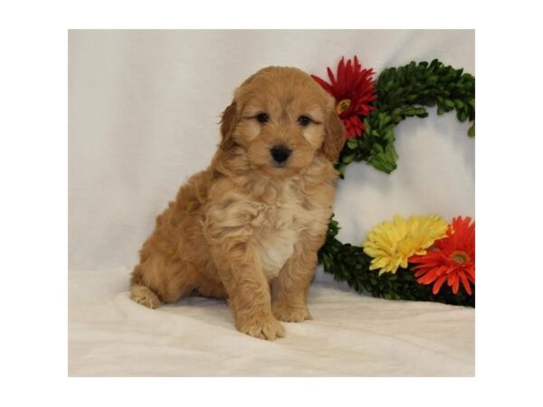 Goldendoodle Mini 2nd Gen-DOG-Female-Golden-29988-Petland Frisco, Texas