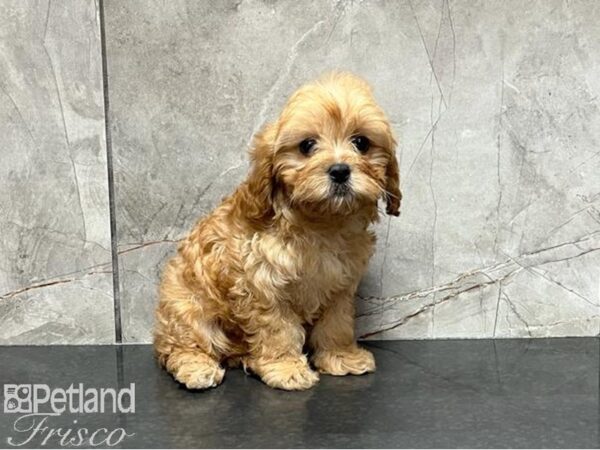 Cavapoo DOG Female Red 30005 Petland Frisco, Texas