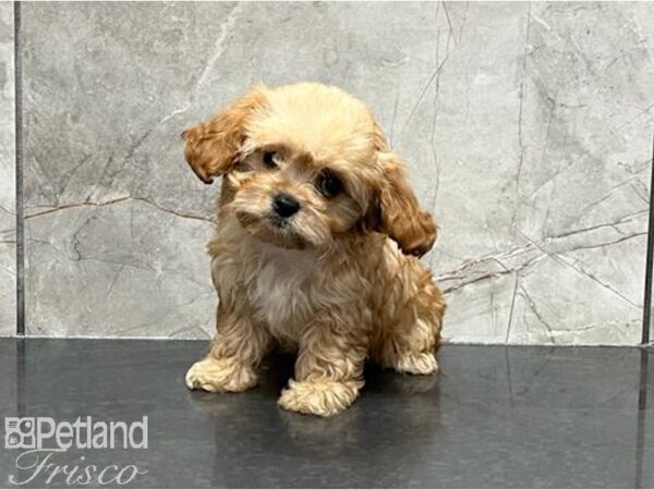 Cavapoo DOG Female Red 30003 Petland Frisco, Texas