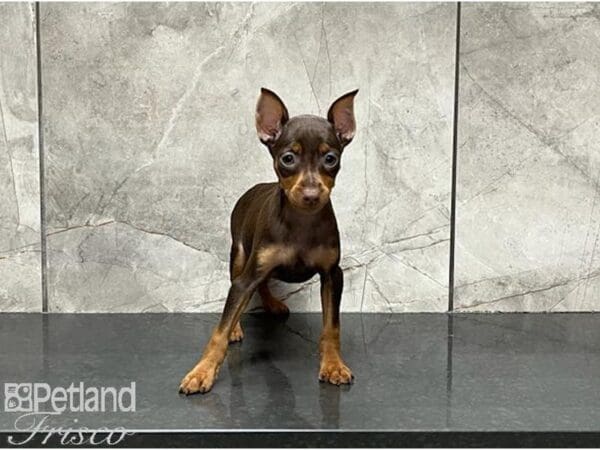 Miniature Pinscher-DOG-Female-Chocolate and Tan-30002-Petland Frisco, Texas