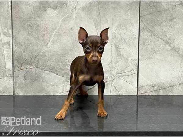 Miniature Pinscher DOG Female Chocolate and Tan 30002 Petland Frisco, Texas