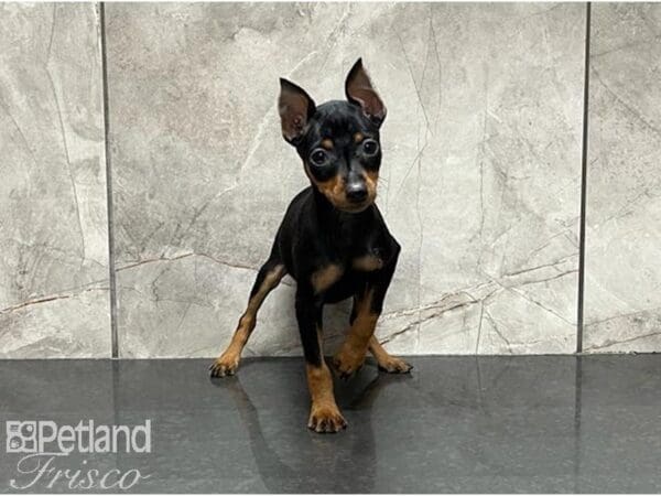 Miniature Pinscher-DOG-Female-Black and Tan-30001-Petland Frisco, Texas