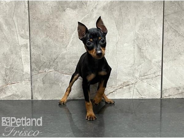 Miniature Pinscher DOG Female Black and Tan 30001 Petland Frisco, Texas