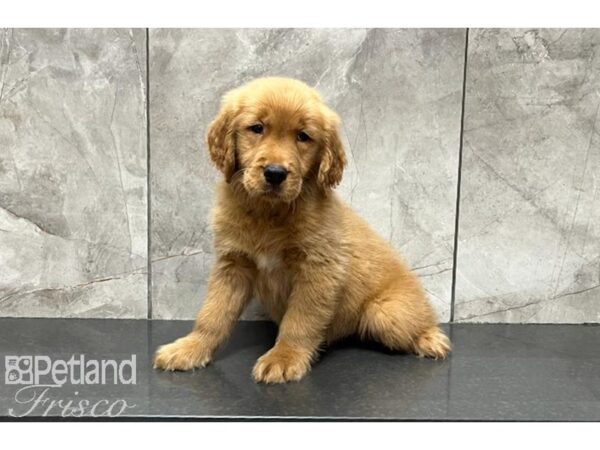 Golden Retriever DOG Male Golden 29993 Petland Frisco, Texas