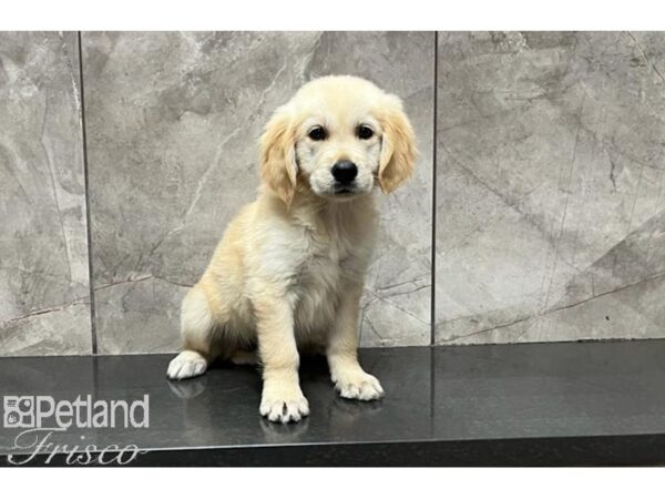 Golden Retriever DOG Female Golden 29984 Petland Frisco, Texas