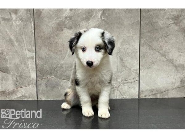 Miniature Australian Shepherd-DOG-Female-Blue Merle-29983-Petland Frisco, Texas