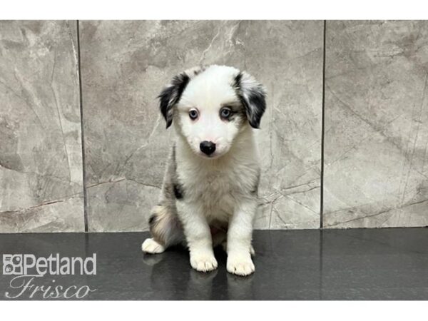 Miniature Australian Shepherd DOG Female Blue Merle 29983 Petland Frisco, Texas