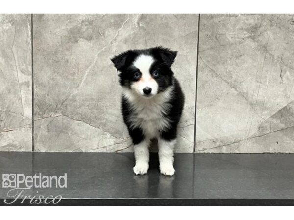 Miniature Australian Shepherd-DOG-Female-Tri-29982-Petland Frisco & Mckinney, Texas