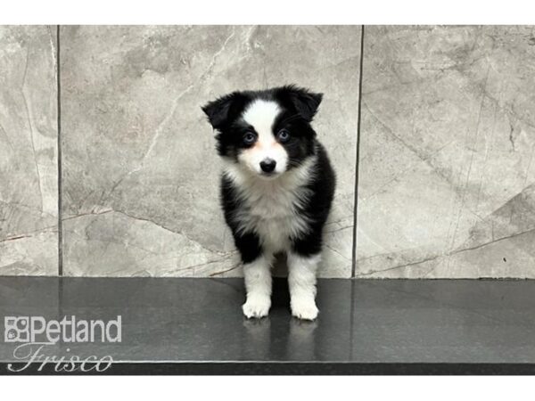 Miniature Australian Shepherd-DOG-Female-Tri-29982-Petland Frisco, Texas