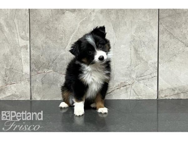 Miniature Australian Shepherd-DOG-Female-Tri-29981-Petland Frisco, Texas