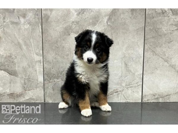 Miniature Australian Shepherd DOG Female Tri 29980 Petland Frisco, Texas