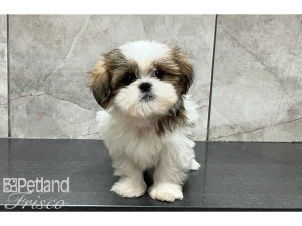 Shih Tzu DOG Male Gold / White 29961 Petland Frisco, Texas