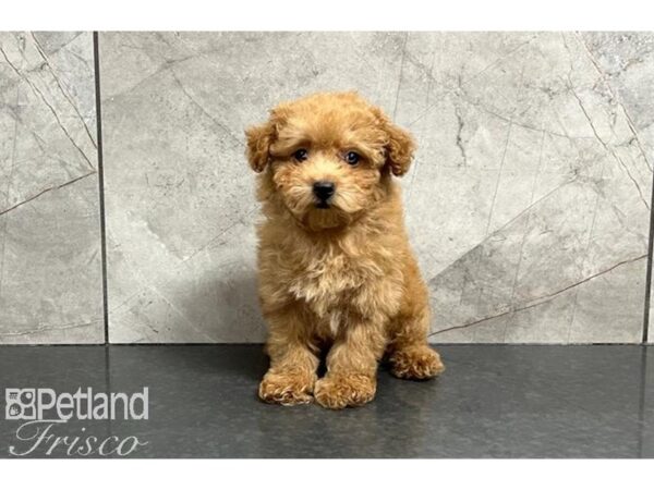 Miniature Poodle DOG Female Red 30043 Petland Frisco, Texas