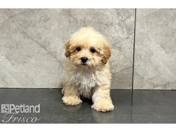 Miniature Poodle-DOG-Male-Apricot-30042-Petland Frisco, Texas