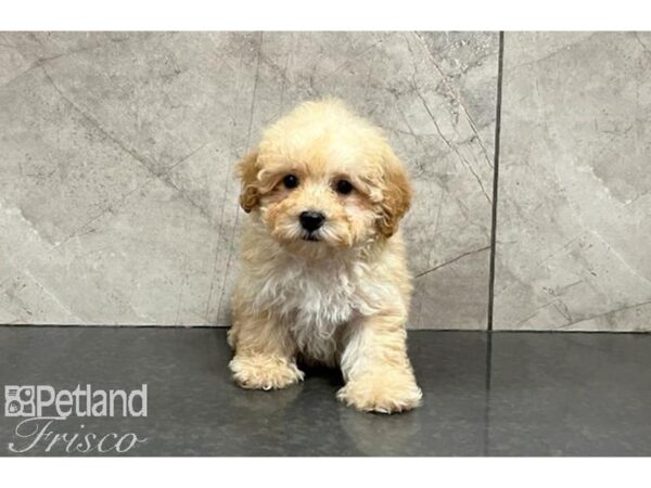 Miniature Poodle DOG Male Apricot 30042 Petland Frisco, Texas