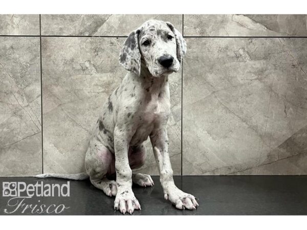 Great Dane DOG Female Merle 30040 Petland Frisco, Texas