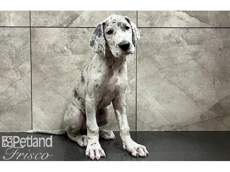 Great Dane Dog Female Merle 30040