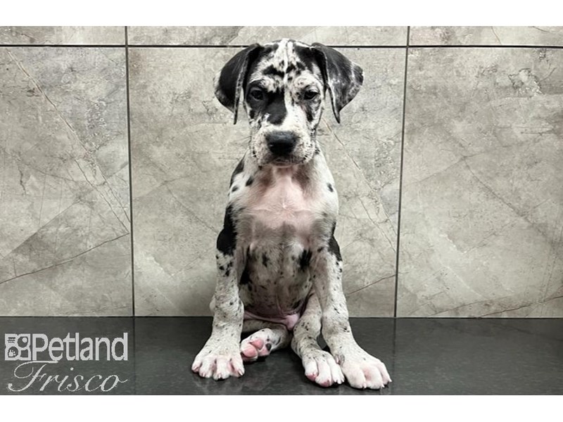Great Dane Dog Male Blue Merle 30034