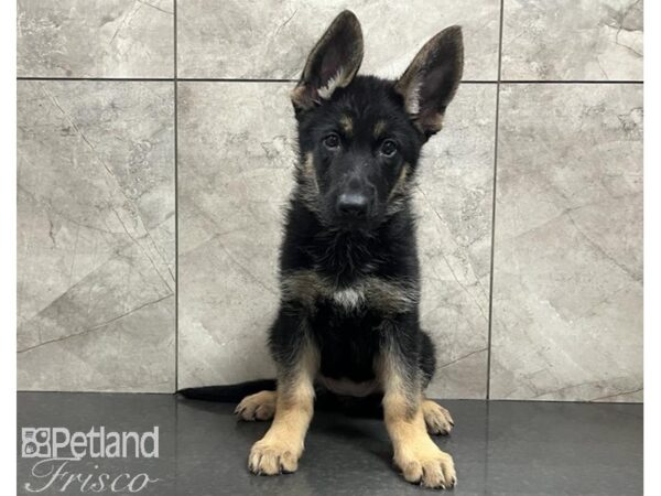 German Shepherd Dog DOG Female Black / Tan 30029 Petland Frisco, Texas