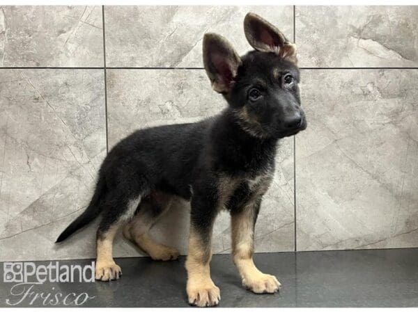 German Shepherd Dog-DOG-Female-Black / Tan-30028-Petland Frisco, Texas