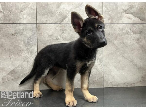 German Shepherd Dog DOG Female Black / Tan 30028 Petland Frisco, Texas