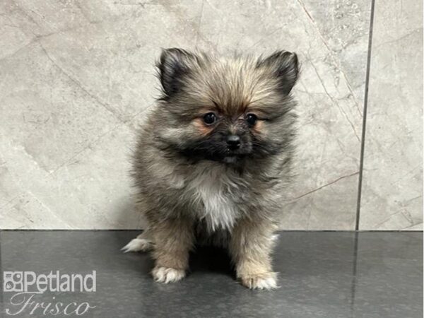 Pomeranian-DOG-Female-Sable-30019-Petland Frisco, Texas