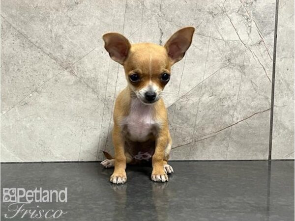 Chihuahua-DOG-Female-Tan and White-30014-Petland Frisco & Mckinney, Texas