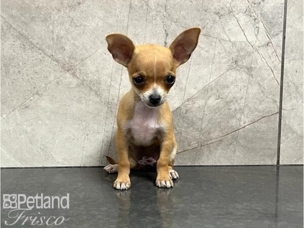 Chihuahua DOG Female Tan and White 30014 Petland Frisco, Texas