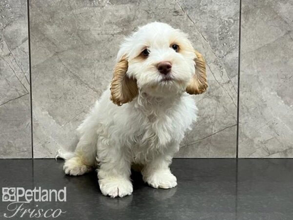 Cockapoo DOG Male White & Buff 30041 Petland Frisco, Texas